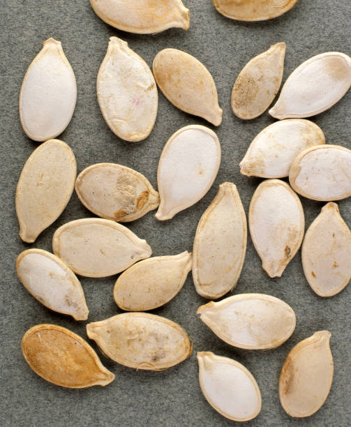 Common Squash Seed
